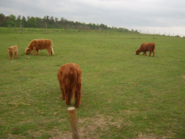 sta60269.jpg