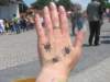 dniboniavi201123_small.jpg