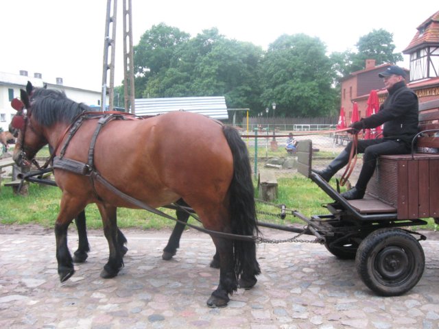 gwstadniniekoni20115.jpg