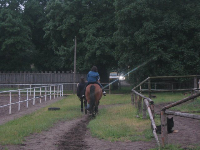 gwstadniniekoni20117.jpg