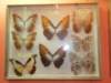 bjeleniagra10v201110_small.jpg