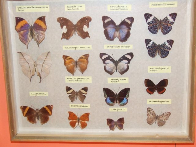 bjeleniagra10v201111.jpg