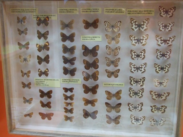 bjeleniagra10v201115.jpg