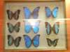 bjeleniagra10v201116_small.jpg