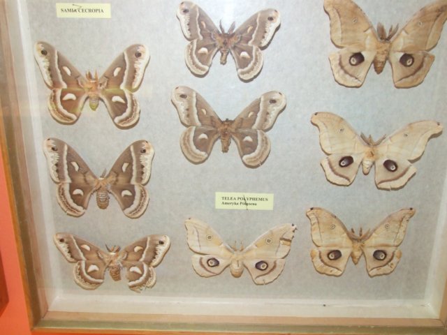bjeleniagra10v201117.jpg