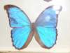 bjeleniagra10v201125_small.jpg
