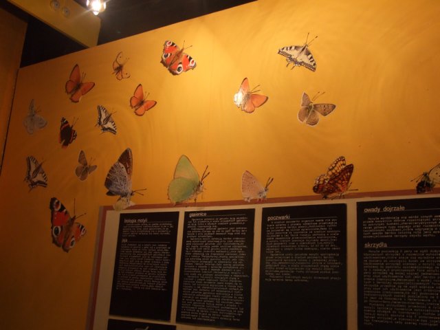 bjeleniagra10v201127.jpg