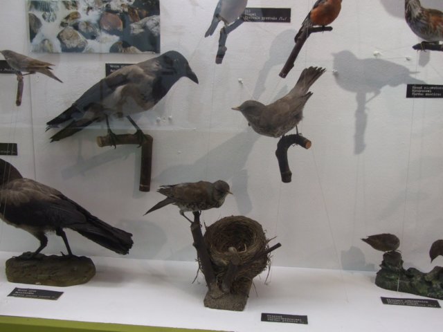 bjeleniagra10v20119.jpg