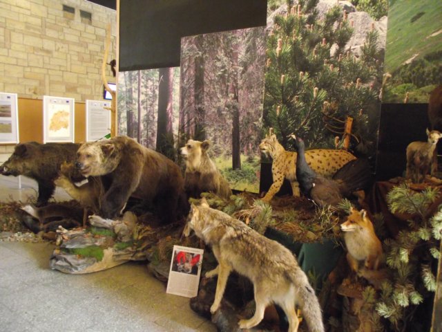 dmuzeumprzyrodniczewzakopanemiv201115.jpg