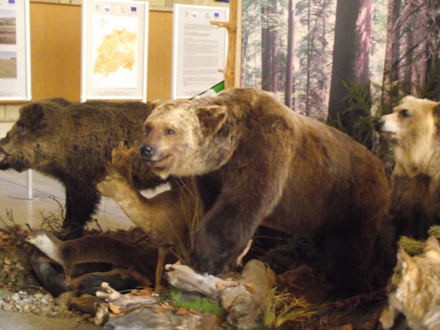 dmuzeumprzyrodniczewzakopanemiv201117.jpg