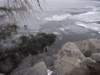 lszczyrpskieplesoiv201111_small.jpg