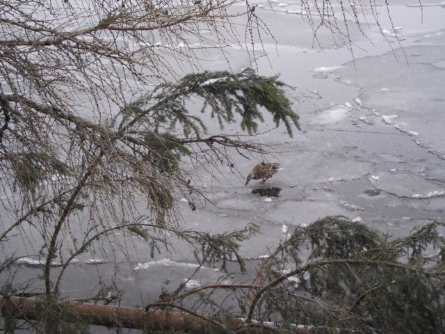 lszczyrpskieplesoiv201112.jpg