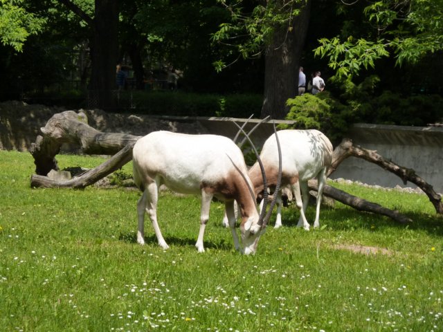 klasa1awzoov2011r151.jpg