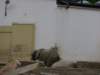 klasa1awzoov2011r61_small.jpg