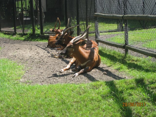 dzie2zoowwarszawie38.jpg
