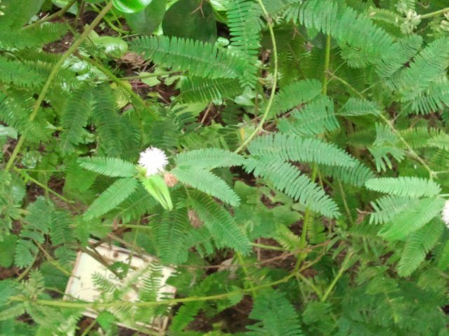 ogrdbotanicznywpowsinie120920122.jpg