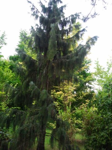 ogrdbotanicznywpowsinie1209201221.jpg