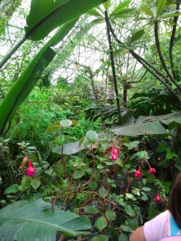 ogrdbotanicznywpowsinie1209201226.jpg