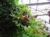 ogrdbotanicznywpowsinie1209201227_small.jpg