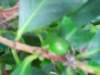 ogrdbotanicznywpowsinie1209201228_small.jpg