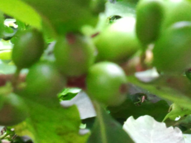 ogrdbotanicznywpowsinie1209201229.jpg