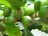 ogrdbotanicznywpowsinie1209201229_small.jpg