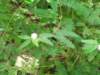 ogrdbotanicznywpowsinie120920122_small.jpg