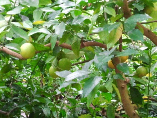 ogrdbotanicznywpowsinie1209201230.jpg