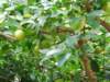 ogrdbotanicznywpowsinie1209201230_small.jpg