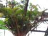 ogrdbotanicznywpowsinie1209201231_small.jpg