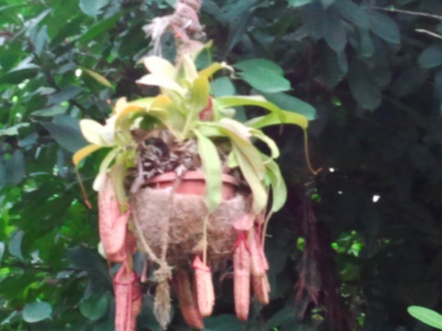 ogrdbotanicznywpowsinie1209201232.jpg