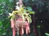 ogrdbotanicznywpowsinie1209201232_small.jpg