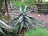 ogrdbotanicznywpowsinie1209201234_small.jpg