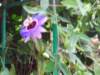 ogrdbotanicznywpowsinie120920123_small.jpg