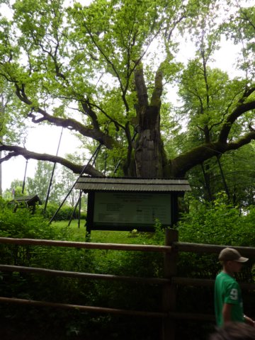 gryswitokrzyskievi2013141.jpg