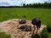 gryswitokrzyskievi201329_small.jpg