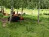 gryswitokrzyskievi201335_small.jpg