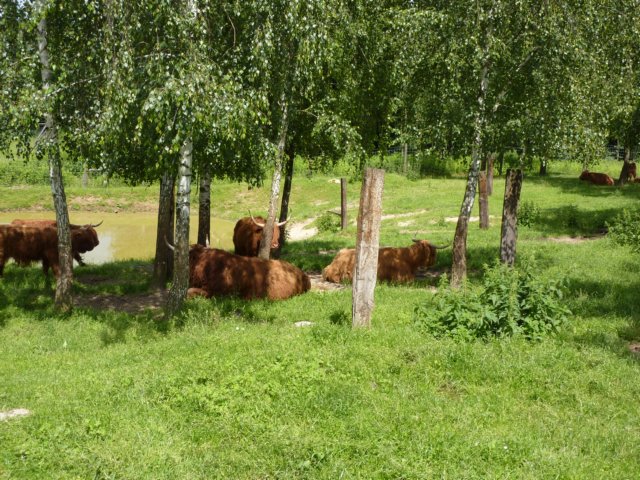 gryswitokrzyskievi201336.jpg