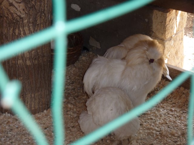 gryswitokrzyskievi201339.jpg
