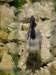 gryswitokrzyskievi201350_small.jpg