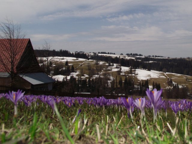 zakopanekl4b4c4d289.jpg