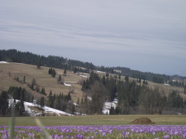 zakopanekl4b4c4d297.jpg