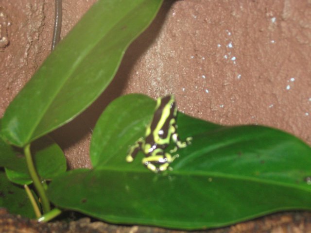 wycieczka1cdozoovi201316.jpg