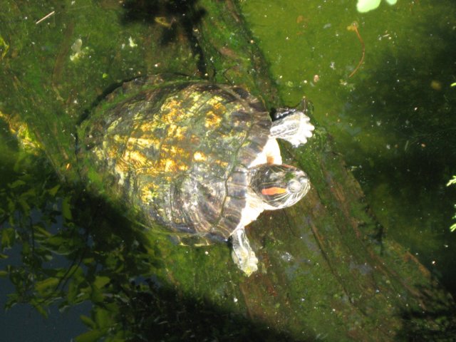 wycieczka1cdozoovi201317.jpg