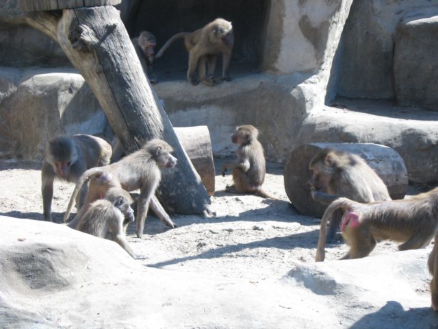 wycieczka1cdozoovi20133.jpg