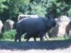 wycieczka1cdozoovi20135_small.jpg
