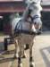 zimawmiecie2014dzie585_small.jpg