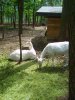 005-3018_s6007632.jpg.small.jpeg