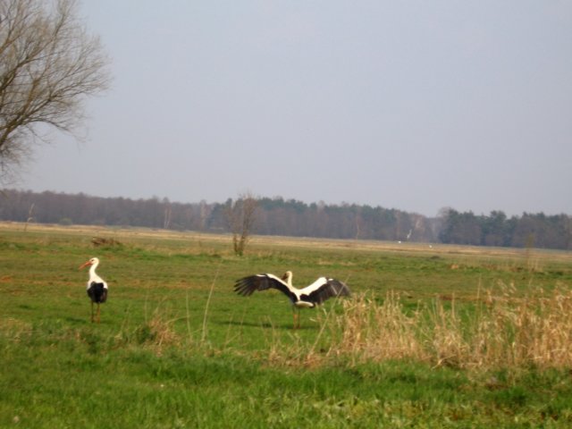img_1423.jpg