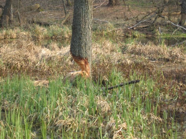 img_1445.jpg